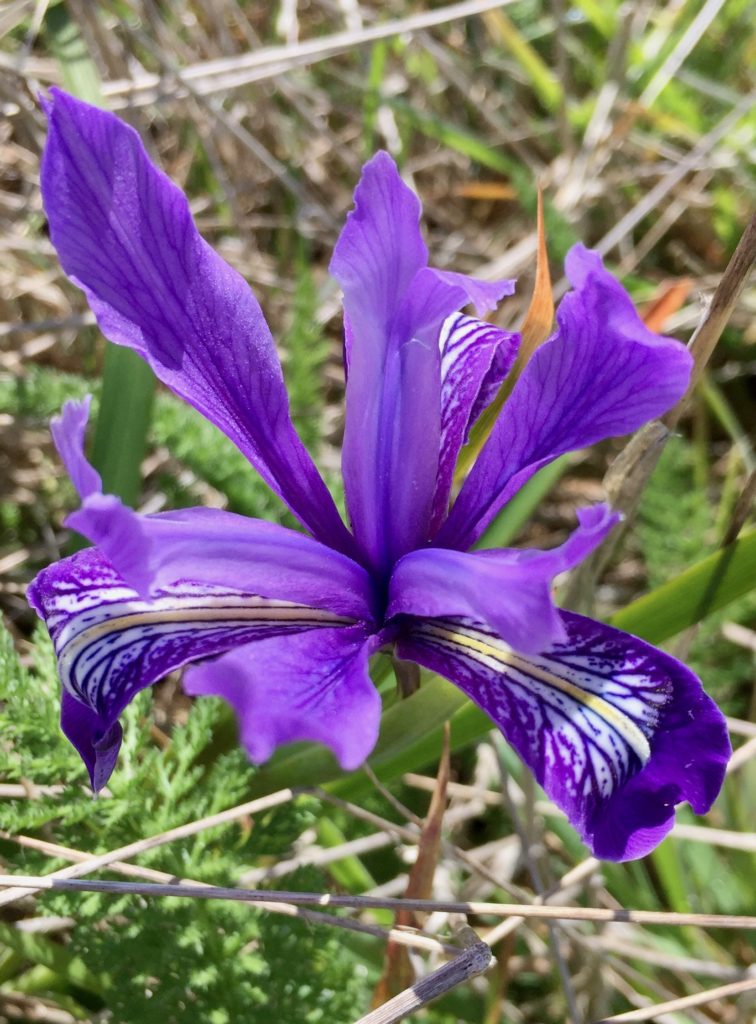 Wild Iris