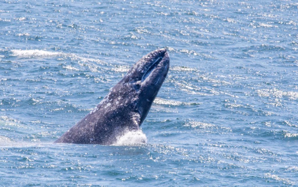 A Gray Whale breaches by Paul Brewer