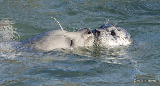 Harbor Seal pup bonding with mom by Paul Brewer